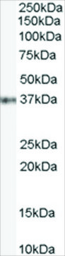 Anti-GBX2 antibody produced in goat