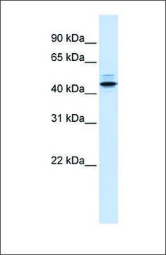 Anti-PSMC3 (ab1) antibody produced in