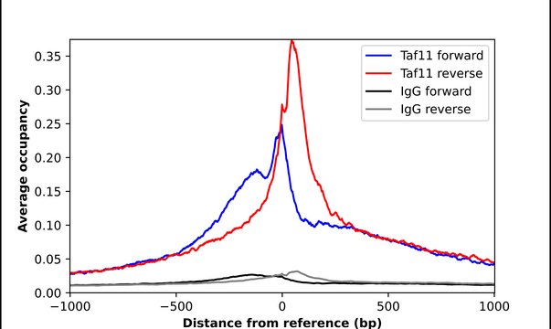 Anti-TAF11 antibody produced in rabbit