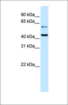 Anti-CMAS antibody produced in rabbit