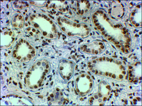 Anti-PTBP1/PTB antibody produced in goat