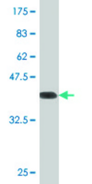 Monoclonal Anti-NRG2 antibody produced in