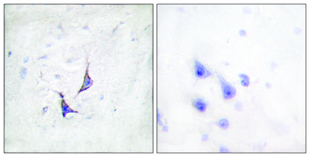 Anti-Syndecan4 antibody produced in rabbit