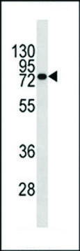 MONOCLONAL ANTI-CD138 antibody produced in