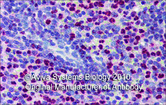 Anti-FCHO1 antibody produced in rabbit