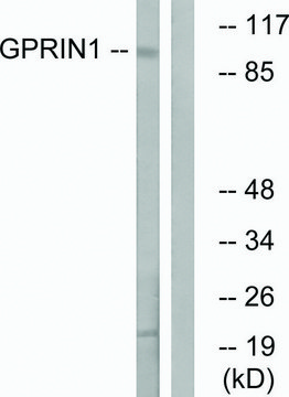 Anti-GPRIN1 antibody produced in rabbit