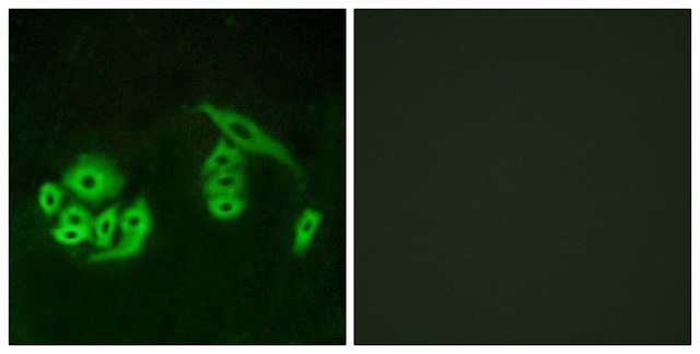 Anti-GPR12 antibody produced in rabbit