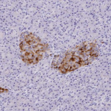 Anti-SCG3 antibody produced in rabbit