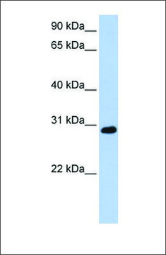 Anti-XBP1 antibody produced in rabbit