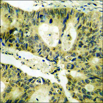 Anti-phospho-c-Jun (pThr²³?) antibody produced in
