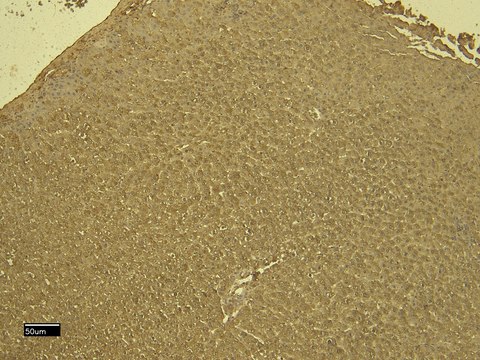 Anti-VDAC2, C-Terminal antibody produced in