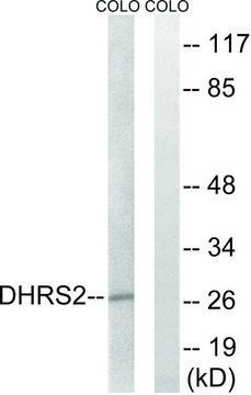 Anti-DHRS2 antibody produced in rabbit