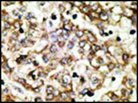 Anti-SIGLEC7 (D-siglec) (C-term H422) antibody