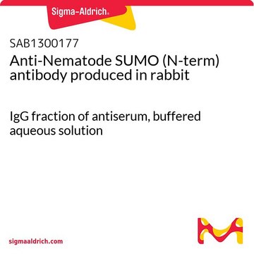 Anti-Nematode SUMO (N-term) antibody produced