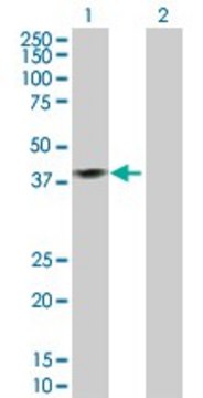 Anti-ISL2 antibody produced in rabbit