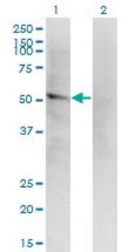 Monoclonal Anti-LILRA2 antibody produced in