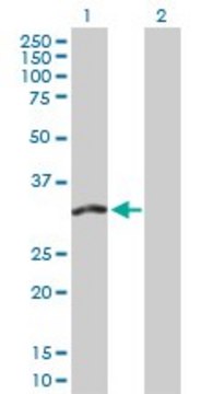 Anti-FMO5 antibody produced in rabbit