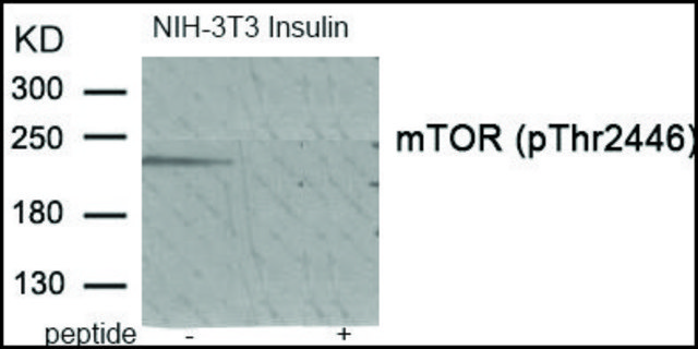 Anti-phospho-mTOR (pThr²???) antibody produced in