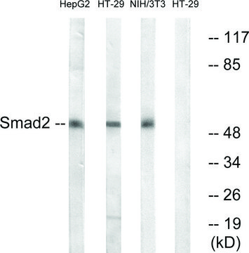 Anti-SMAD2 antibody produced in rabbit