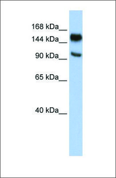 Anti-PARP10 antibody produced in rabbit