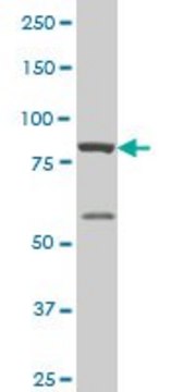 ANTI-THRAP5 antibody produced in mouse