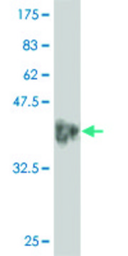 ANTI-ALF antibody produced in mouse
