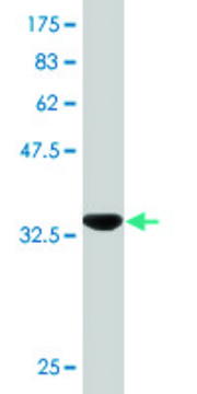 Monoclonal Anti-PAEP antibody produced in