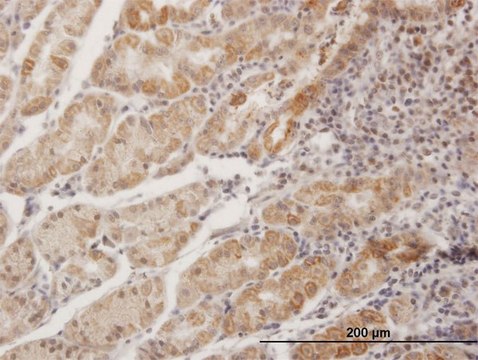 Anti-MPPED1 antibody produced in mouse