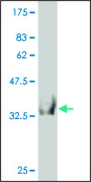 Monoclonal Anti-HOOK2 antibody produced in