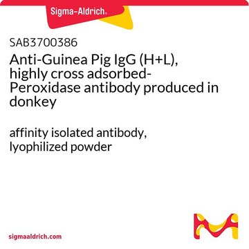 Anti-Guinea Pig IgG (H+L), highly