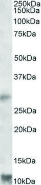 Anti-RNF7 antibody produced in goat