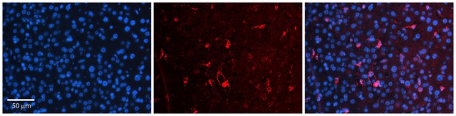 Anti-OSBPL8 antibody produced in rabbit