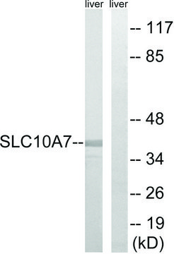 Anti-SLC10A7 antibody produced in rabbit