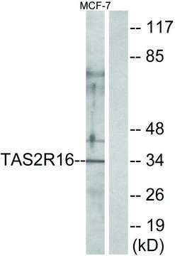 Anti-TAS2R16 antibody produced in rabbit