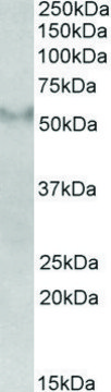 Anti-FSD1 antibody produced in goat