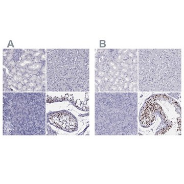 Anti-STAG3 antibody produced in rabbit