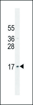 ANTI-LLPH (CENTER) antibody produced in
