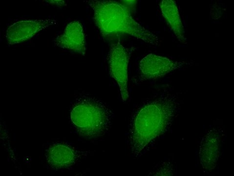Monoclonal Anti-LMNB1 antibody produced in