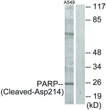 Anti-PARP (Cleaved-Asp²¹?) antibody produced in