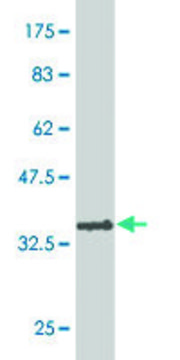 Monoclonal Anti-TFDP3, (N-terminal) antibody produced