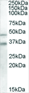 Anti-GULP1/CED6 antibody produced in goat