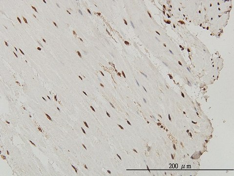 Monoclonal Anti-SP1 antibody produced in