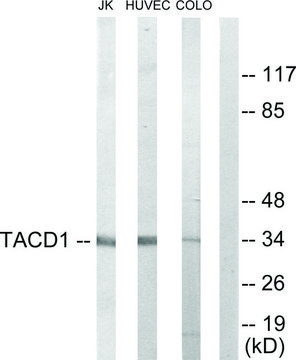 Anti-TACD1 antibody produced in rabbit