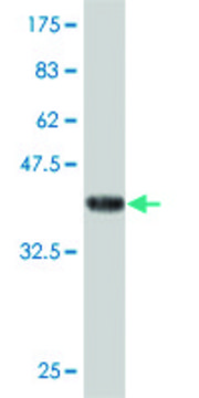 ANTI-FOXO1A antibody produced in mouse