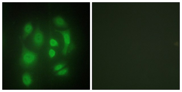 Anti-HNRNP Q antibody produced in