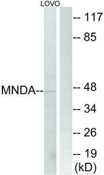 Anti-MNDA antibody produced in rabbit