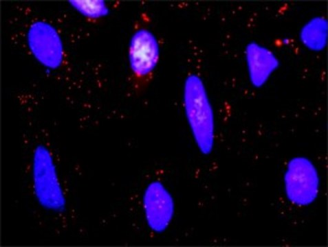 Anti-BTC antibody produced in rabbit