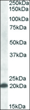 Anti-CLEC4C antibody produced in goat