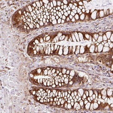 Anti-RAB30 antibody produced in rabbit