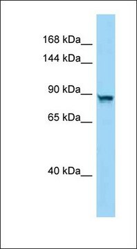 Anti-PPP4R4 antibody produced in rabbit